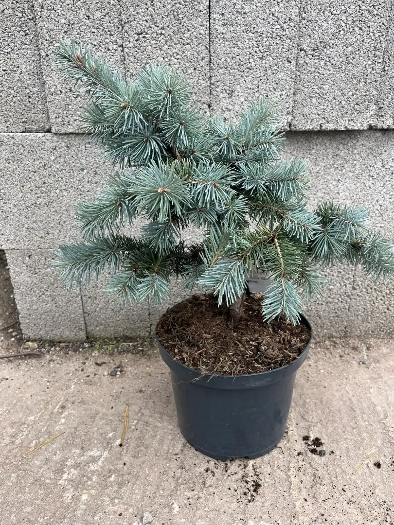 Douglas Fir 'Blue Wonder' 40/60cm (5L)