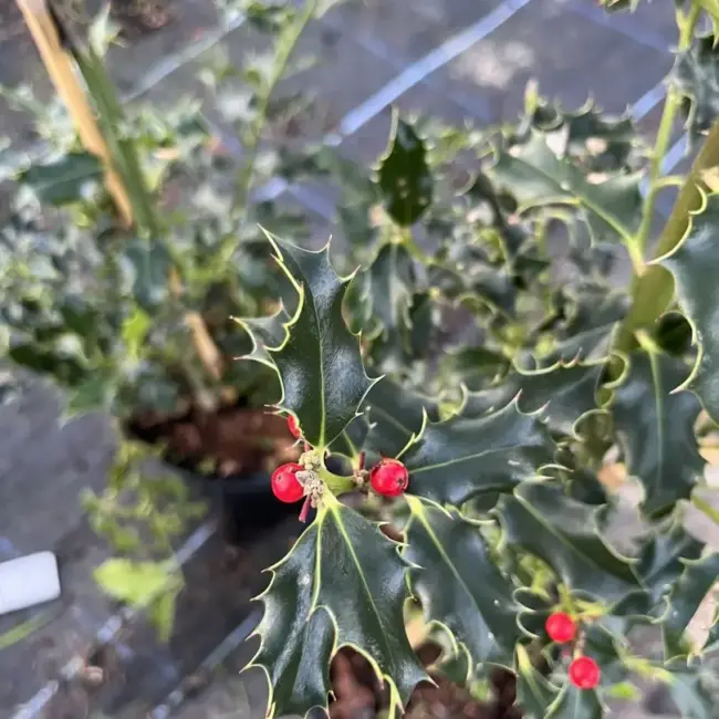 English Holly 120/140cm (2L) - Image 5