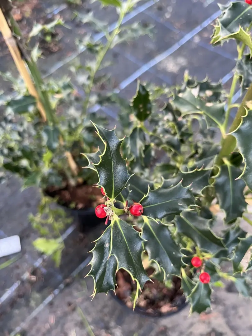 English Holly 120/140cm (2L) - Image 5