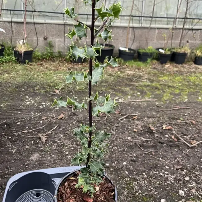 English Holly 40/60cm (2L)