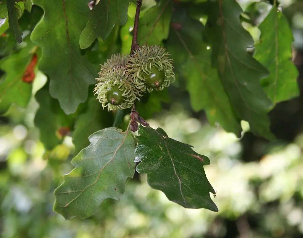 European Turkey Oak Seeds - Quercus cerris