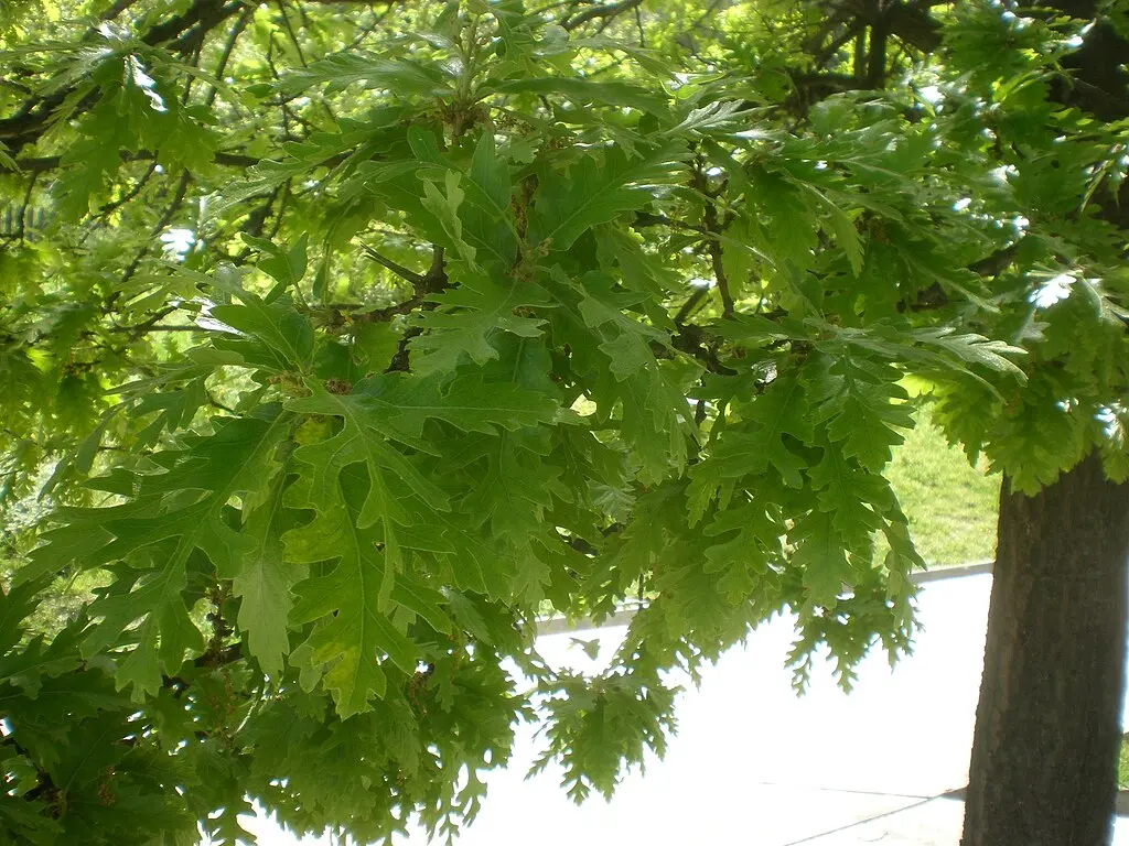 European Turkey Oak Seeds - Quercus cerris