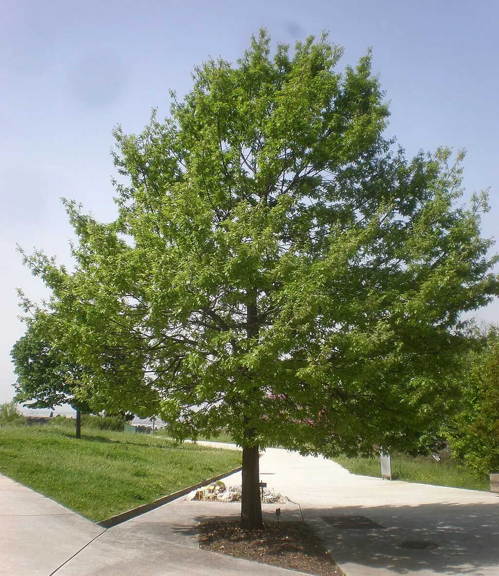 European Turkey Oak Seeds - Quercus cerris