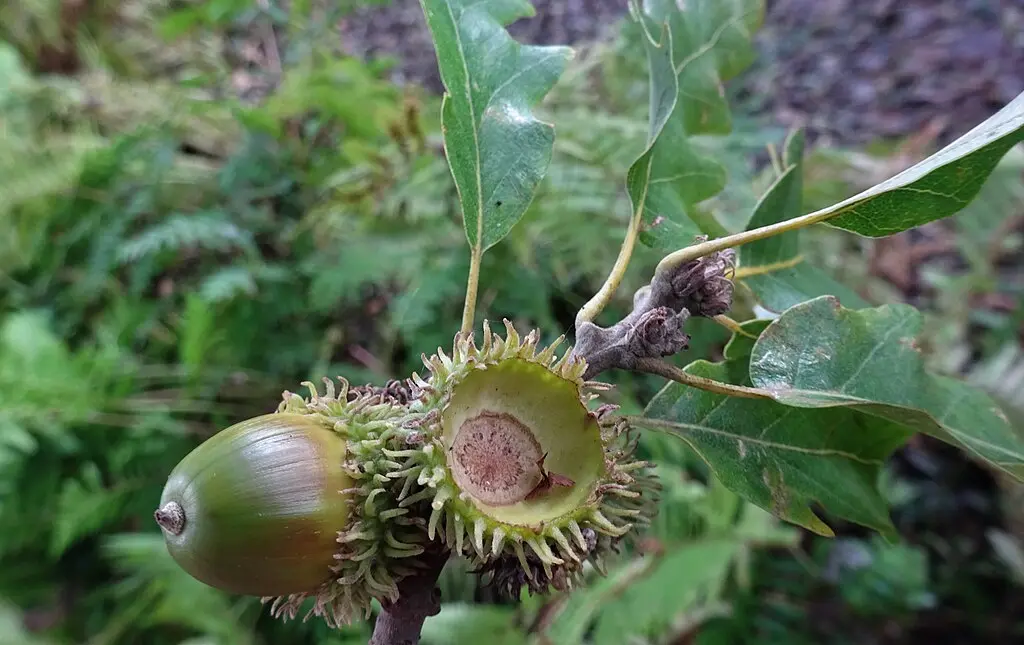 European Turkey Oak Seeds - Quercus cerris