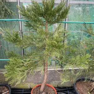 Sequoiadendron giganteum - Giant Redwood 100/120cm