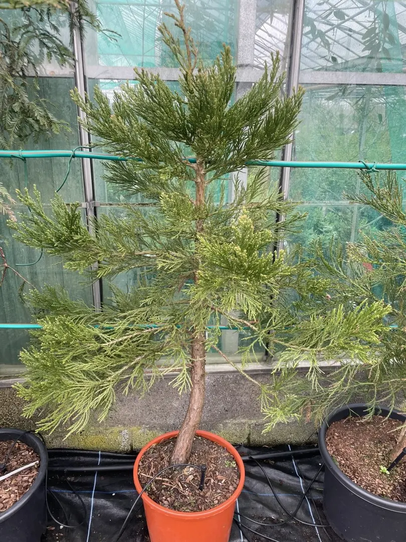 Sequoiadendron giganteum - Giant Redwood 100/120cm