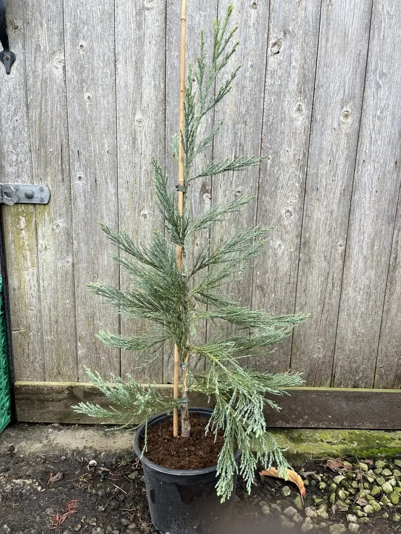 Giant Redwood 'Powder Blue' 60/80cm
