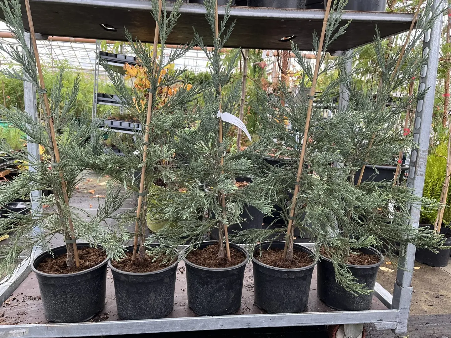 Giant Redwood 'Powder Blue' 60/80cm