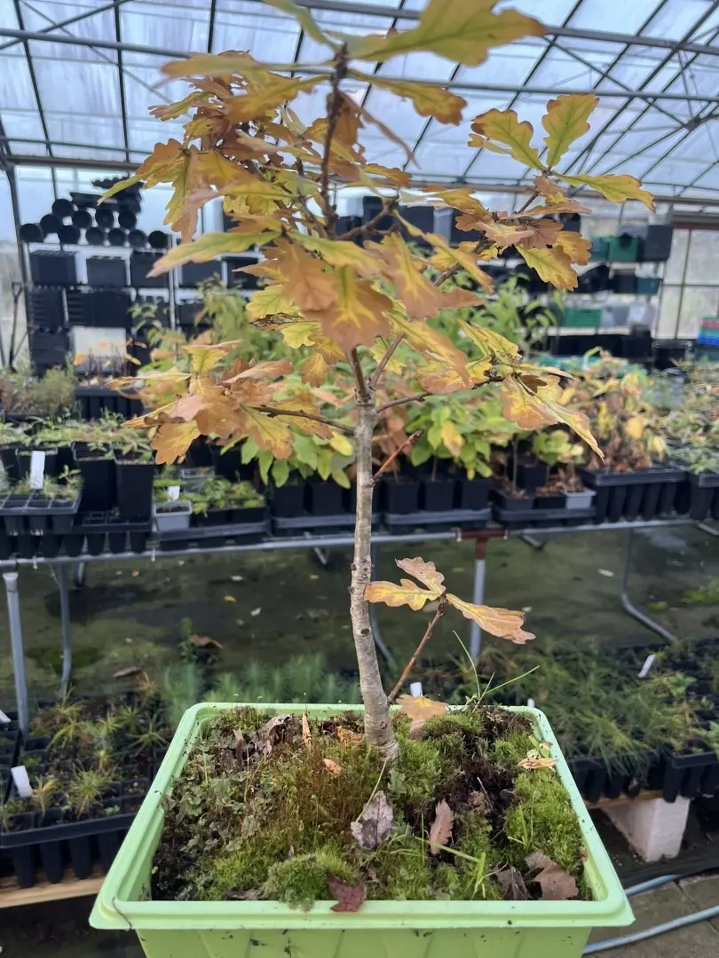 WYSIWYG Oak Bonsai ~30cm (Training Tray) - Image 2