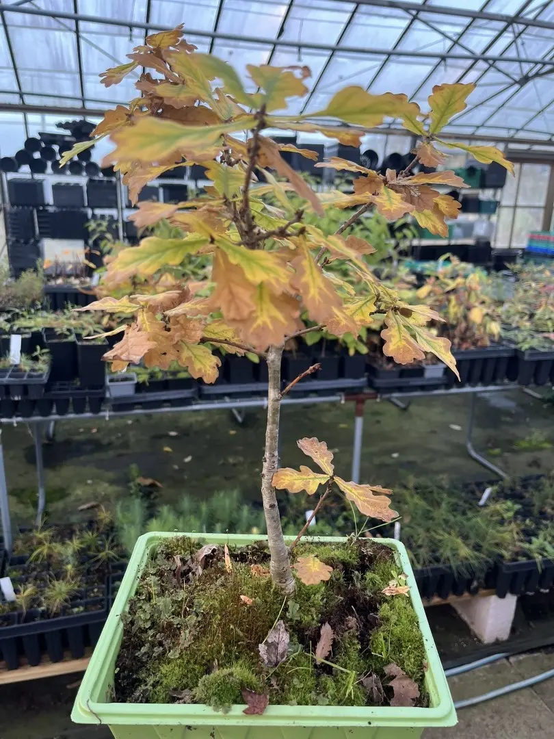 WYSIWYG Oak Bonsai ~30cm (Training Tray)