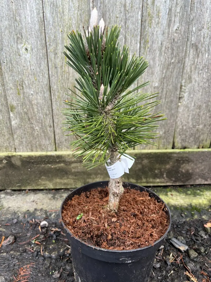 Japanese Black Pine 'Kotobuki' 20/40cm (5L) - Image 2