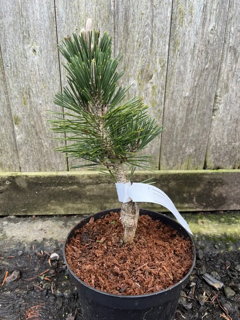 Japanese Black Pine 'Kotobuki' 20/40cm (5L) - Image 3