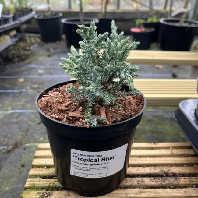 Flaky Juniper 'Tropical Blue' (1L) - Image 2
