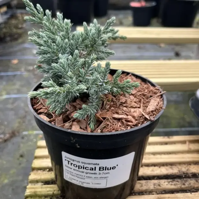 Flaky Juniper 'Tropical Blue' (1L)
