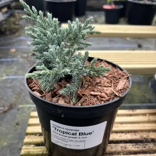 Flaky Juniper 'Tropical Blue' (1L) - Image 3