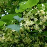 Lime Tilia spp Trees