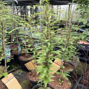 Metasequoia glyptostroboides - Dawn Redwood 'Blue-isch' 40/60cm (3L)