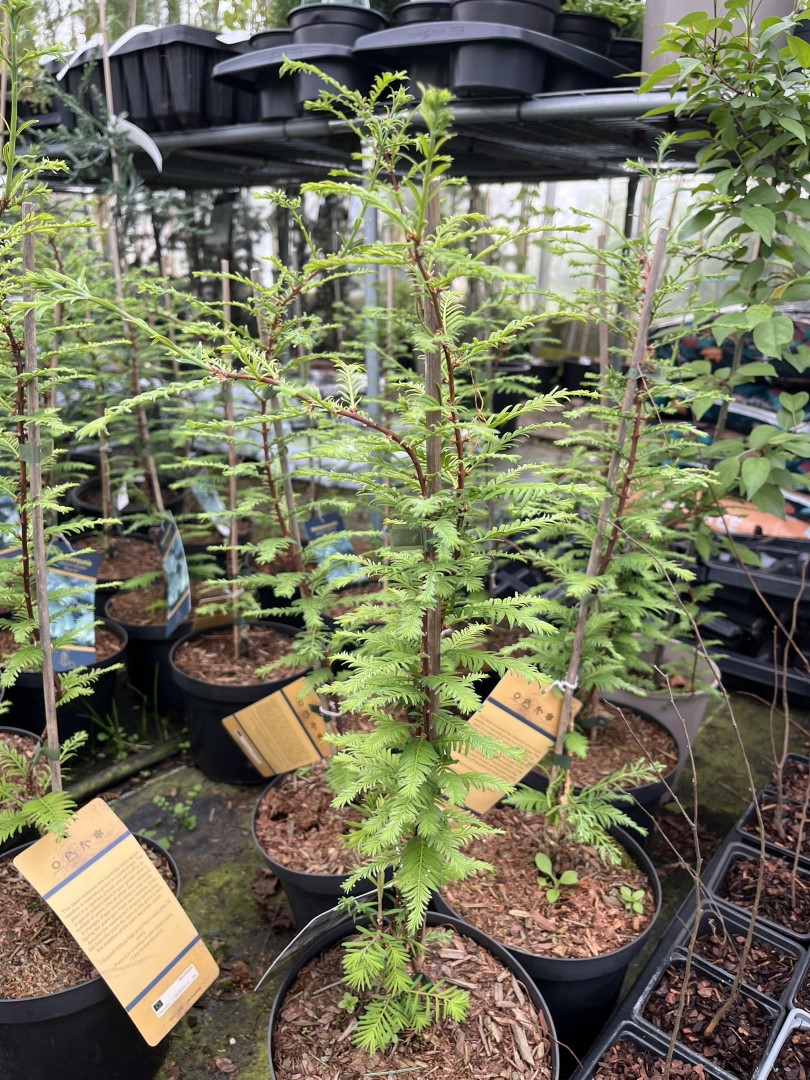 Metasequoia glyptostroboides - Dawn Redwood 'Blue-isch' 40/60cm (3L)