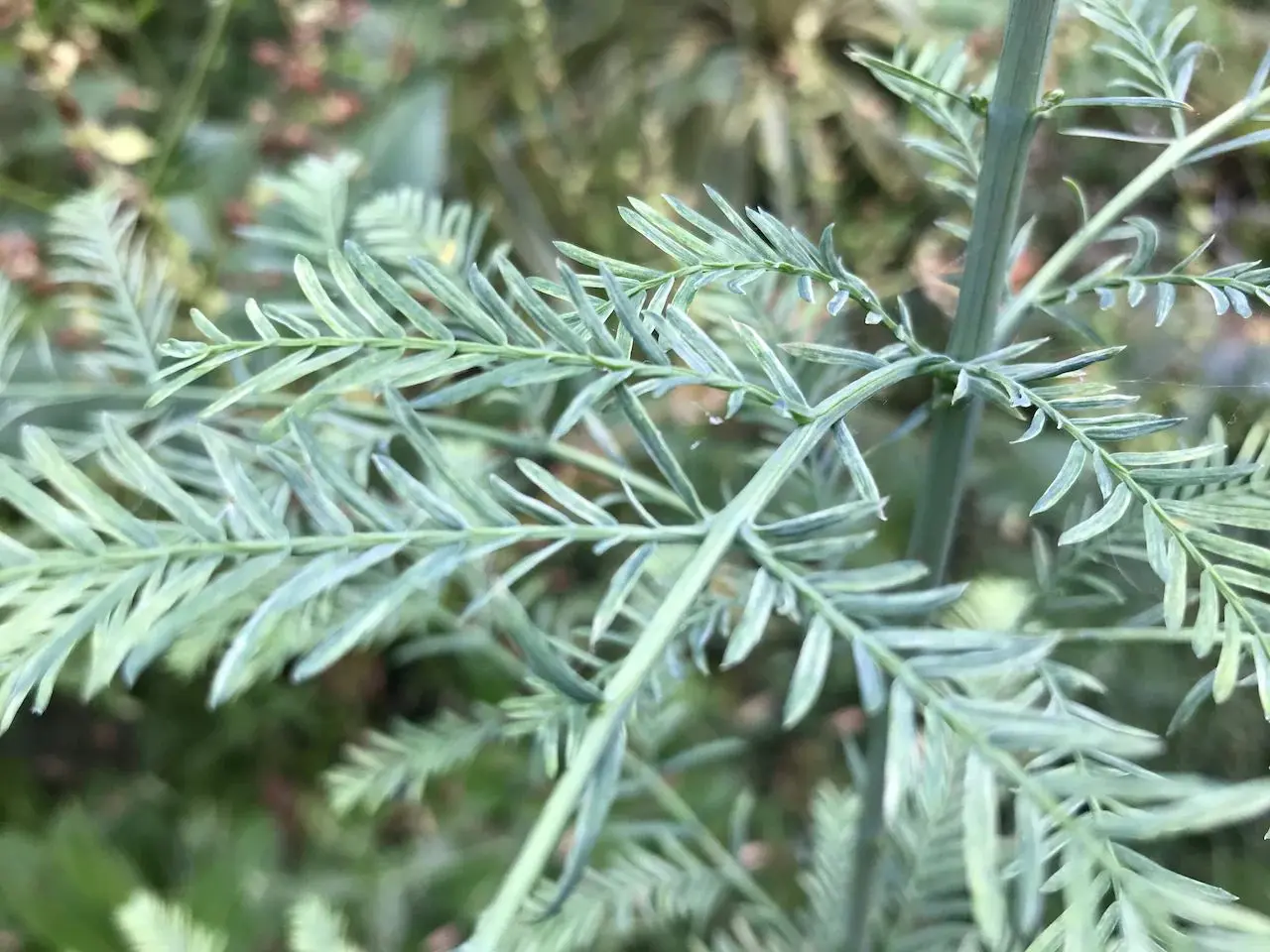 Metasequoia glyptostroboides Dawn Redwood 'Blue-isch' 40/60cm