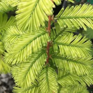 Metasequoia glyptostroboides Dawn Redwood 'Little Creamy'