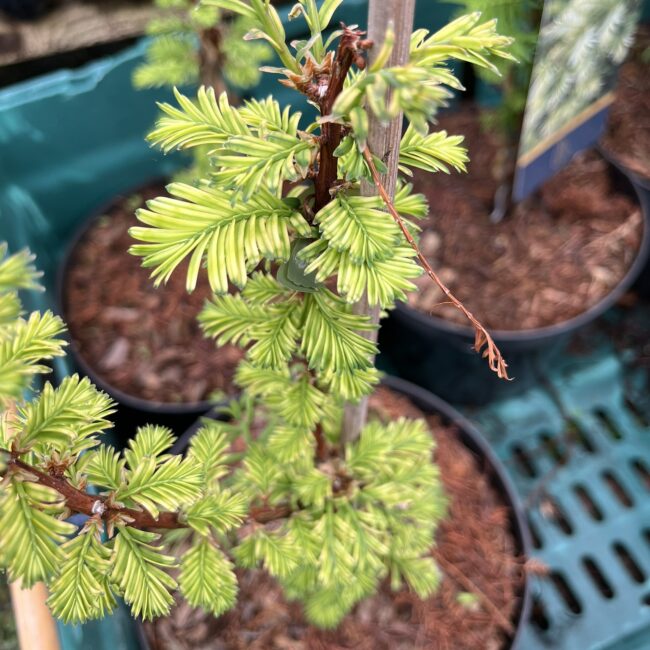 Metasequoia glyptostroboides - Dawn Redwood 'Little Creamy' 40/60cm (3L)