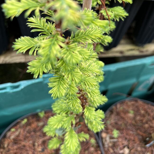 Metasequoia glyptostroboides - Dawn Redwood 'Little Creamy' 40/60cm (3L)