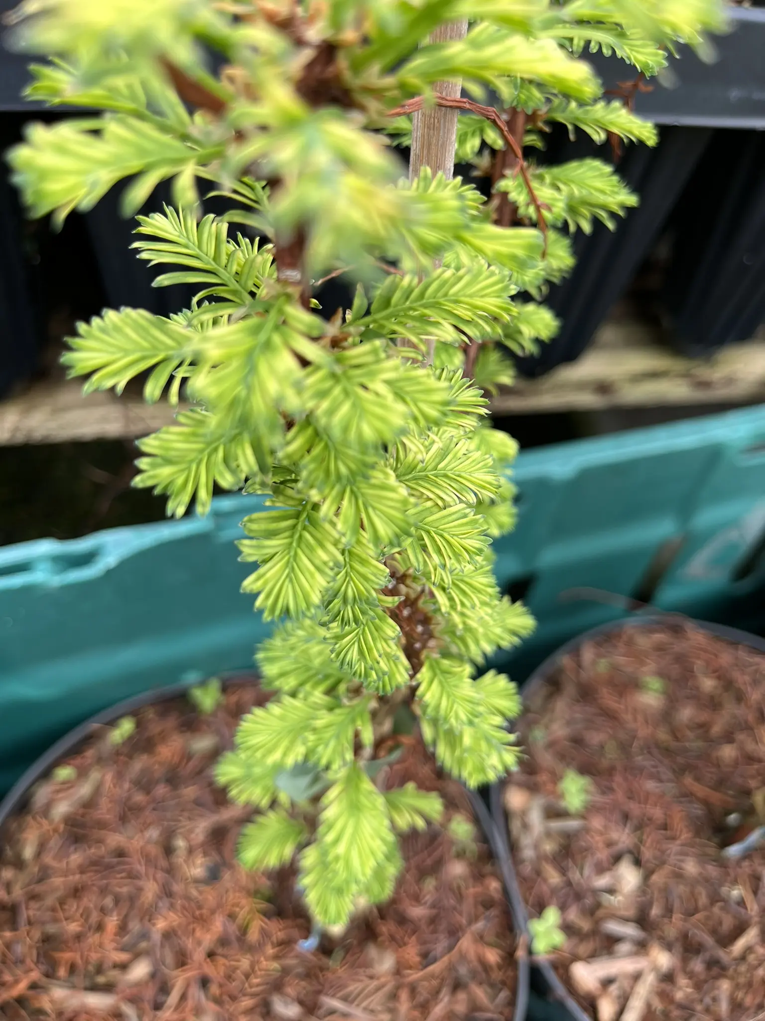 Metasequoia glyptostroboides - Dawn Redwood 'Little Creamy' 40/60cm (3L)