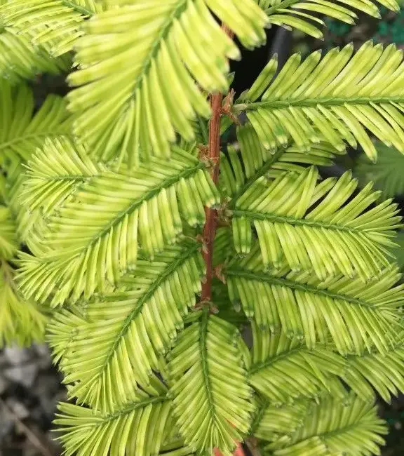 Metasequoia glyptostroboides Dawn Redwood 'Little Creamy'