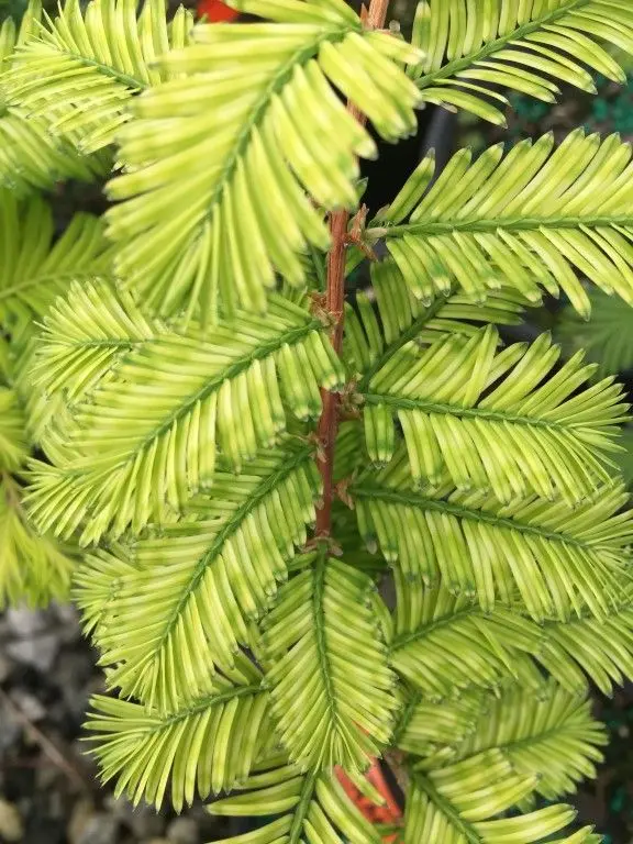 Metasequoia glyptostroboides Dawn Redwood 'Little Creamy'