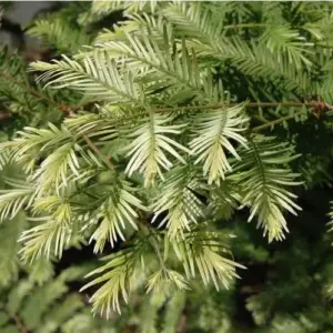 Metasequoia glyptostroboides Dawn Redwood 'Snow Flurry'