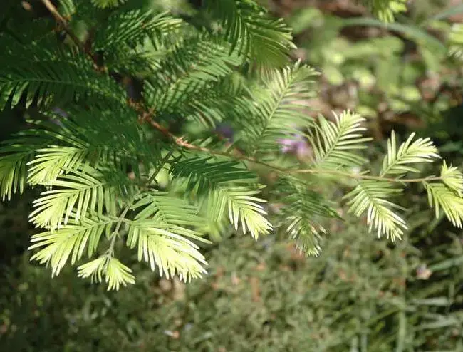 Metasequoia glyptostroboides Dawn Redwood 'Snow Flurry'