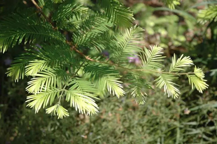 Metasequoia glyptostroboides Dawn Redwood 'Snow Flurry'