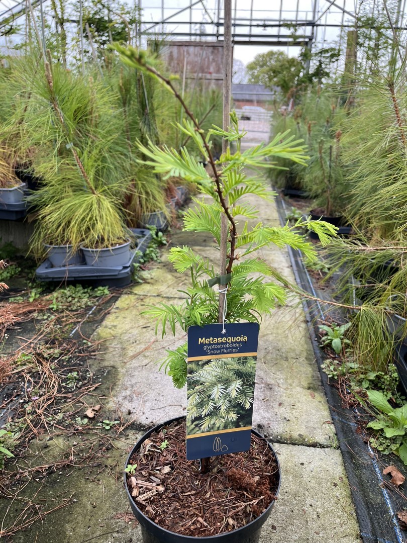 Metasequoia glyptostroboides - Dawn Redwood 'Snow Flurry' 40/60cm (3L)
