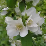 Philadelphus ‘Manteau d’Hermine’