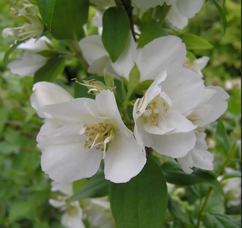 Mock Orange 'Manteau d'Hermine' 40/60cm (Bare Root) - Image 2