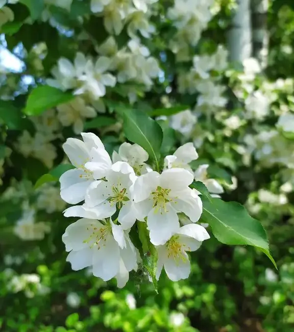 Mock Orange 'Lemoinei' 40/60cm (Bare Root) - Image 2