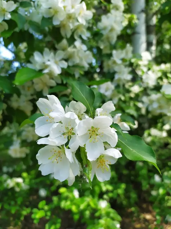 Mock Orange 'Lemoinei' 40/60cm (Bare Root) - Image 2
