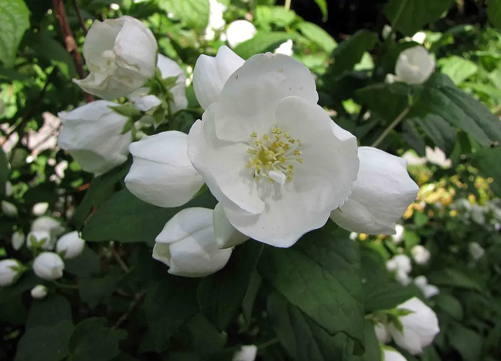 Mock Orange 'Virginal' 40/60cm (Bare Root) - Image 2