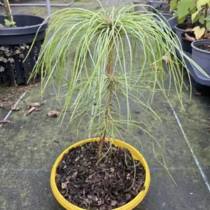 Pinus armandii Chinese White Pine (2)