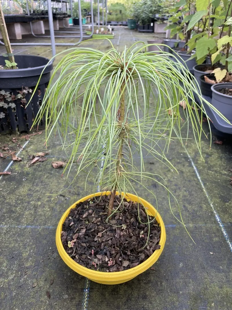 Chinese White Pine 20/40cm (Bonsai Bowl)