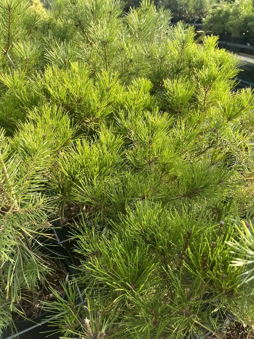 Pinus densiflora - Japanese Red Pine 'Haybud'