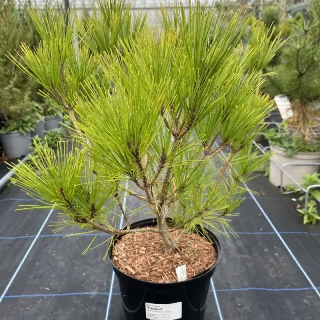 Japanese Red Pine 'Haybud' (5L)