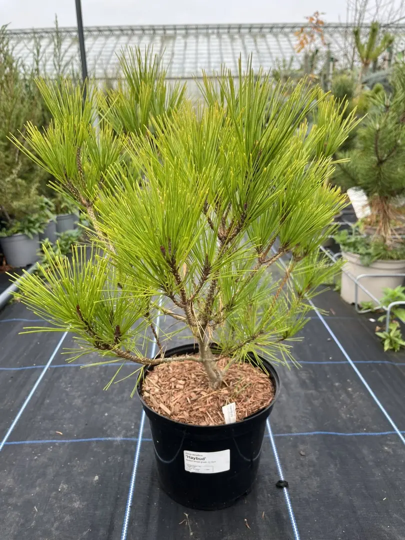 Japanese Red Pine 'Haybud' 40/60cm (5L) - Image 5