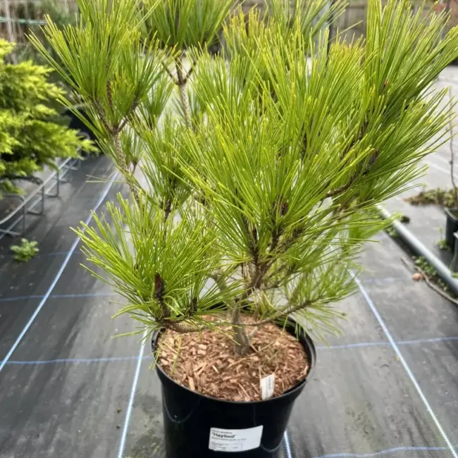 Japanese Red Pine 'Haybud' (5L) - Image 2
