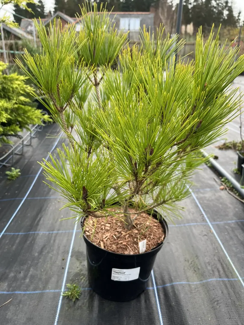 Japanese Red Pine 'Haybud' 40/60cm (5L) - Image 2