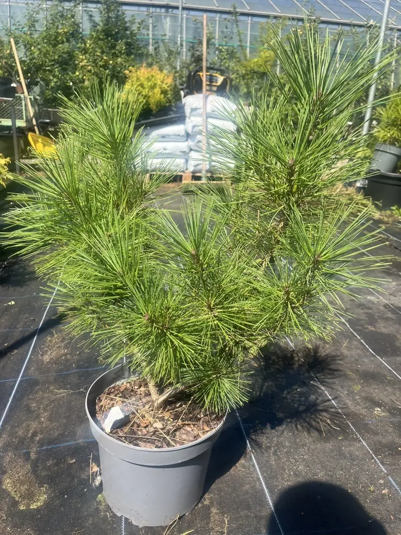 Pinus densiflora - Japanese red pine 'Alice Verkade'