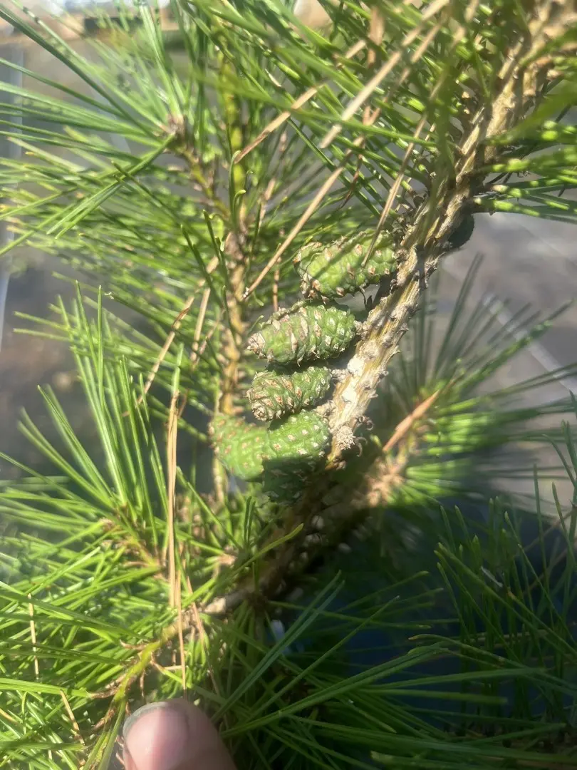 Pinus densiflora - Japanese red pine 'Alice Verkade'