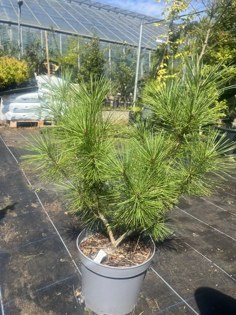 Japanese red pine 'Alice Verkade' 60/80cm (5L) - Image 6