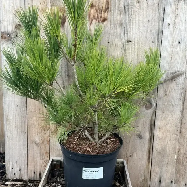 Japanese red pine 'Alice Verkade' 60/80cm (5L) - Image 2