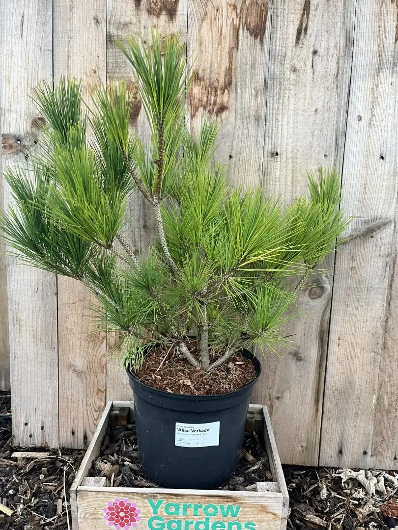 Japanese red pine 'Alice Verkade' 60/80cm (5L) - Image 2